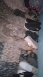 Shacha25 webcam model stream image