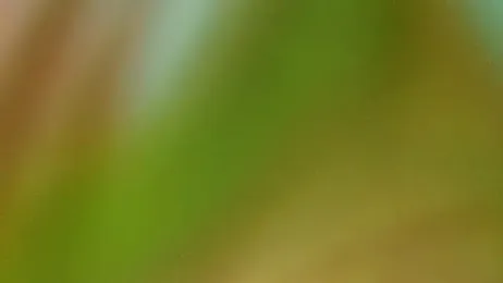 Tumblecockweed webcam model stream image