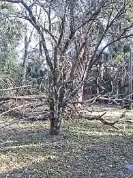 DrDickemDown88 webcam stripchat model stream image