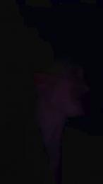 HornyPornyGuy webcam model stream image