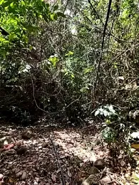 attractive-sexx webcam model stream image