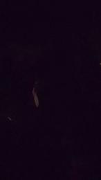 Bigdick95daddy webcam model stream image