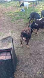 farmermilf83 webcam cam4 model stream image