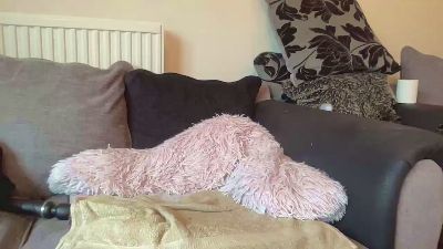 Hotbabe2019 webcam model stream image