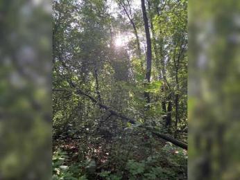 BabyDarii bongacams stream image