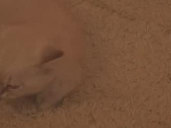 sunny_maria chaturbate stream image