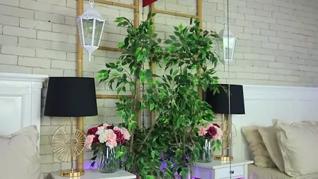 EmillyBronte stripchat stream image, 10.04.2026 00:00